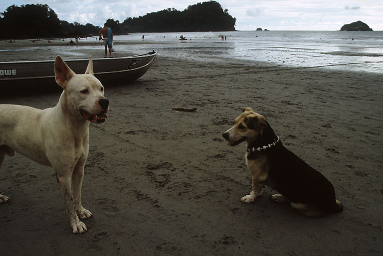 Dogs on the Beach