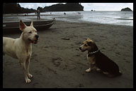 Dogs on the Beach