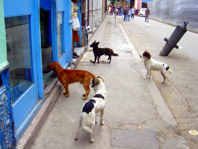 Dogs Looking into the Bakery