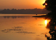 Water Lillies on Lake Tana