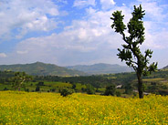 Flower Fields at the Source of the Blue Nile