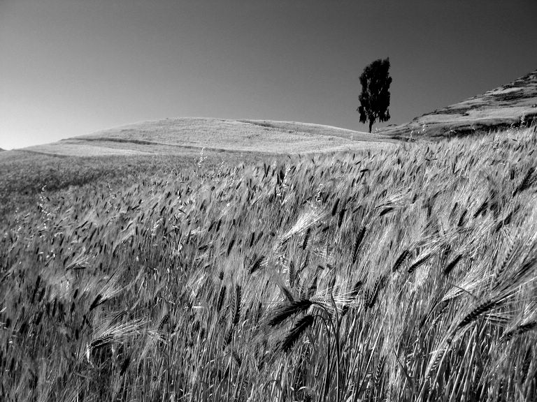 Cultivated Field Near Ambikwa