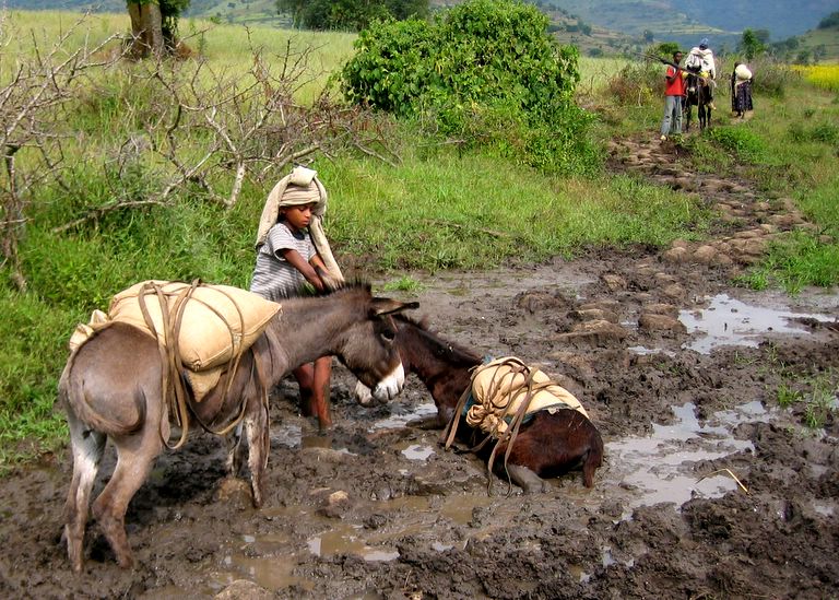 Donkey Mud Rescue