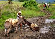 Donkey Mud Rescue