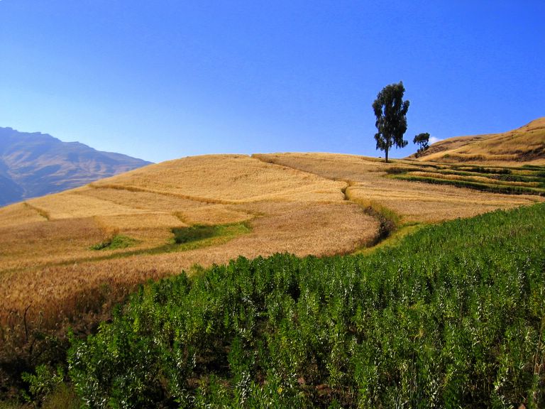 Cultivated Fields Near Ambikwa