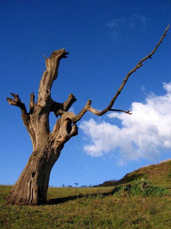 Sunlit Tree Near Sona