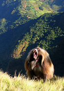 Gelada Baboon