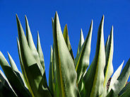 Giant Lobelia