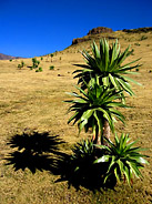 Lobelias Near Mt. Ras Dashen