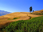 Cultivated Fields Near Ambikwa