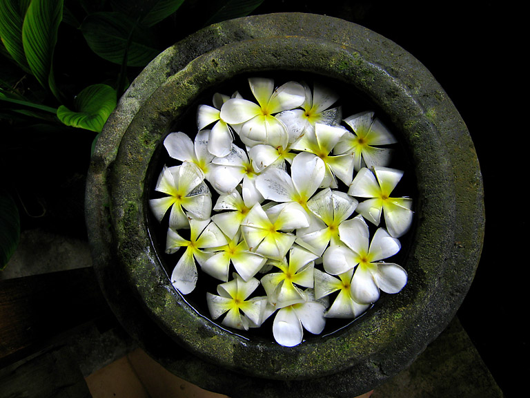 Frangipani Flowers