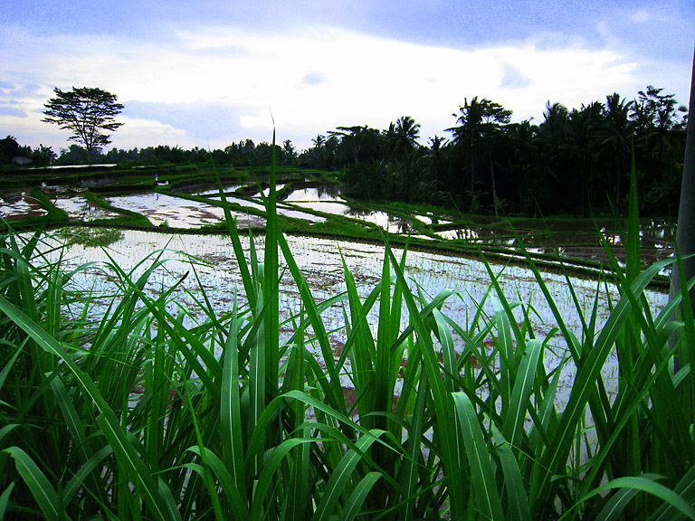 Water Filled Rice Paddies at Dusk