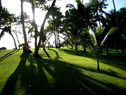 Tree Shadows