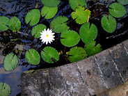 Lily Pond