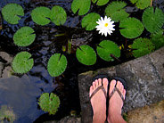 Lily Pond