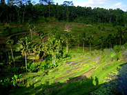 Terraced Rice Paddies Near Ubud