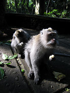 Monkies Grooming