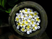 Frangipani Flowers