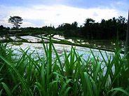 Water Filled Rice Paddies at Dusk