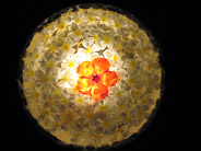 Frangipani Flowers Lit at Night