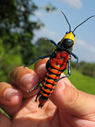 Colorful Bug