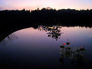 Lily Pond at Dusk