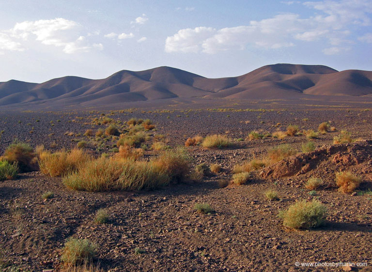 Desert Landscape