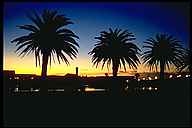 Palm Trees at Sunset