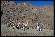 Camels Descending Mt. Sinai