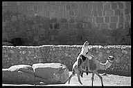 Bedouin on a Camel at St. Katherine's Monastery