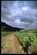 Vineyard in the Western Cape