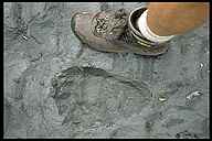 Bear Footprint