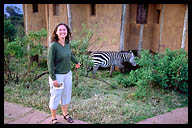 Zebra at the Ngorongoro Crater Lodge