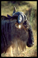 Wildbeast in the Ngorongoro Crater