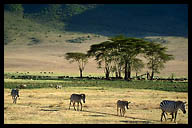Zebras in the Ngorongoro Crater