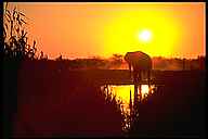 Elephant at Sunset