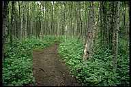 Trail in the Forest