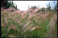 Grass Blowing in the Wind