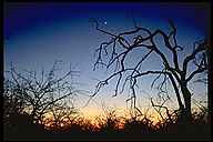 Sunset in the Kalahari Desert