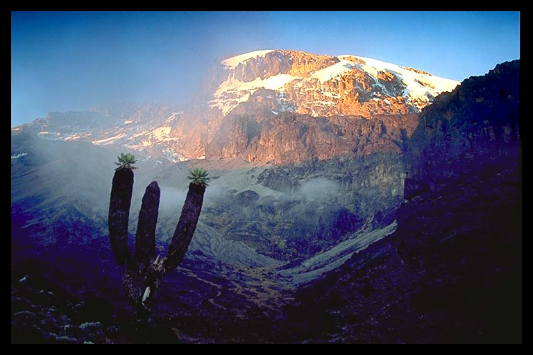 [http://www.photosbymartin.com/images/pcd0366/kili-cactus-44.3.jpg]