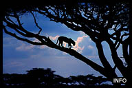 Leopard in the Serengeti