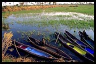 Mokoro Canoes in the Okavango Delta
