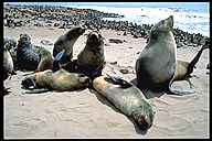 Cape Cross Seal Colony