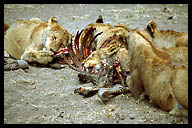 Lions Eating a Kill