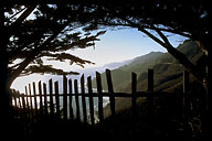 View Through the Trees