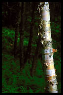 Birch Tree