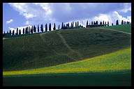 Cypress Trees on the Horizon