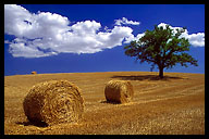 Haystacks and a Tree, Tuscany