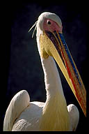 Pelican Wandering the Streets