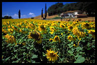 Field of Golden Sunflowers in Tuscany